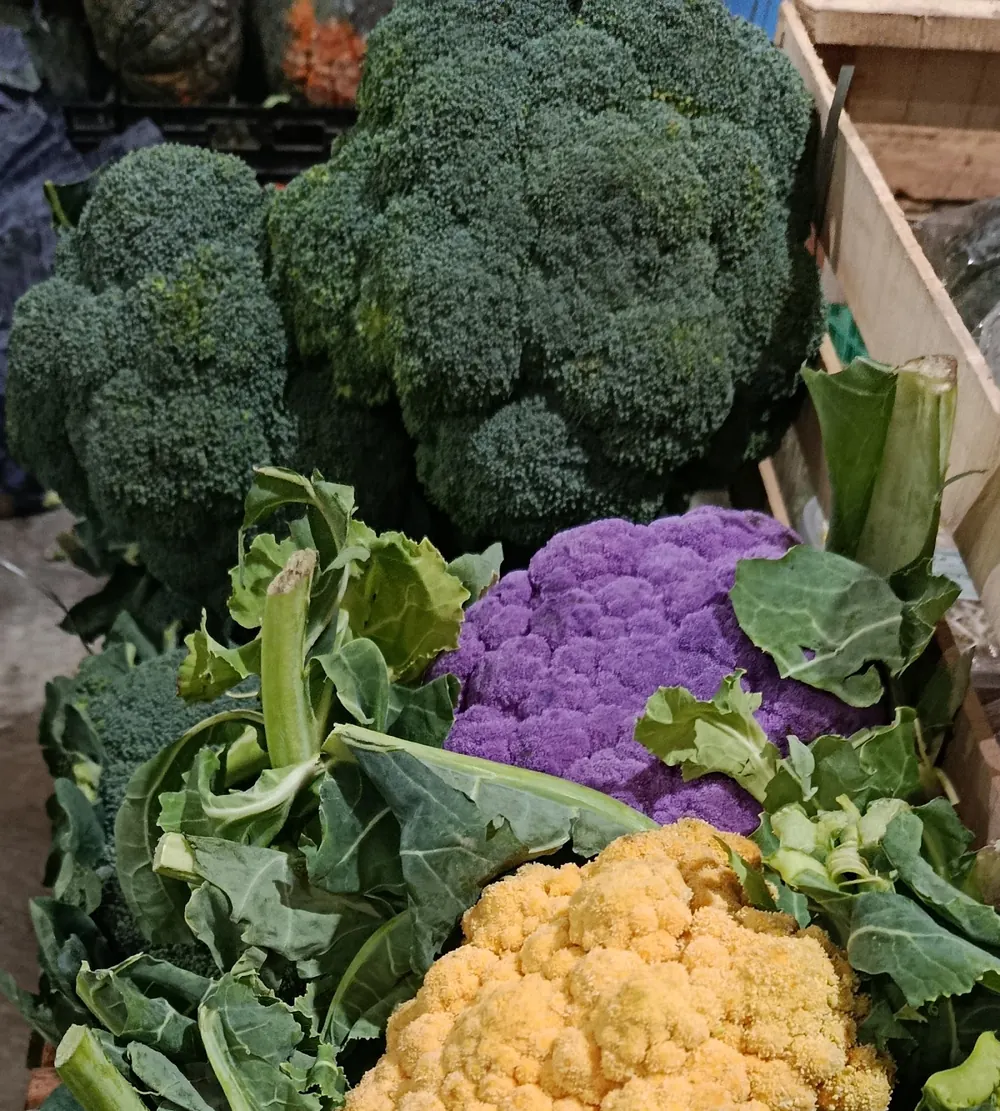 Brócoli y coliflor blanca, naranja y violeta en Frutos del Bosque